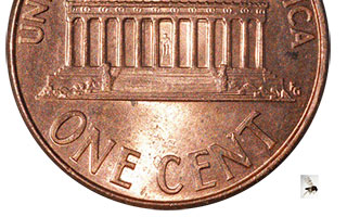 A "no-seeum" compared to the size of a U.S. penny.
